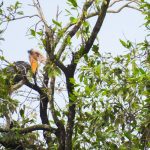Lesser Adjutant (Leptoptilos Javanicus)