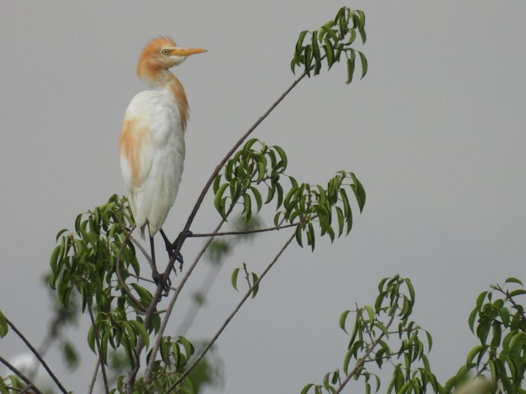 Kuntul Kerbau (Bubulcus ibis)