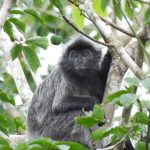Lutung Silver (<i>Trachypithecus cristatus</i>)