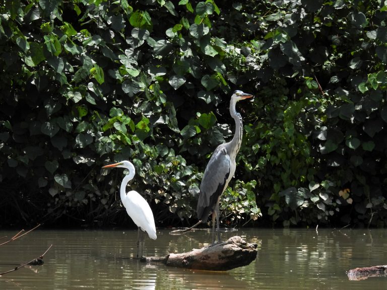 Bangau Bluwok (Mycteria cinerea)